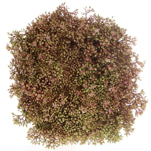 Sedum rosa Bündel 40cm