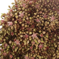 Sedum rosa Bündel 40cm