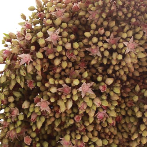 Sedum rosa Bündel 40cm
