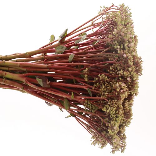 Sedum rosa Bündel 40cm