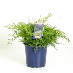 Juniperus Pfitzeriana Old Gold T17 H035