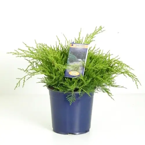 Juniperus Pfitzeriana Old Gold T17 H035