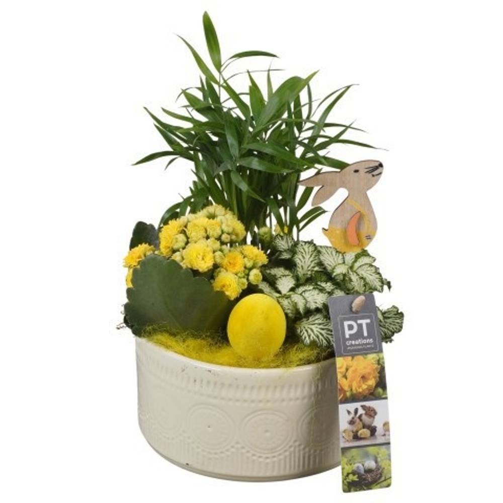 Chamaed.Arr PTPB6470 Ostern T15 H023