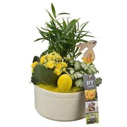 Chamaed.Arr PTPB6470 Ostern T15 H023