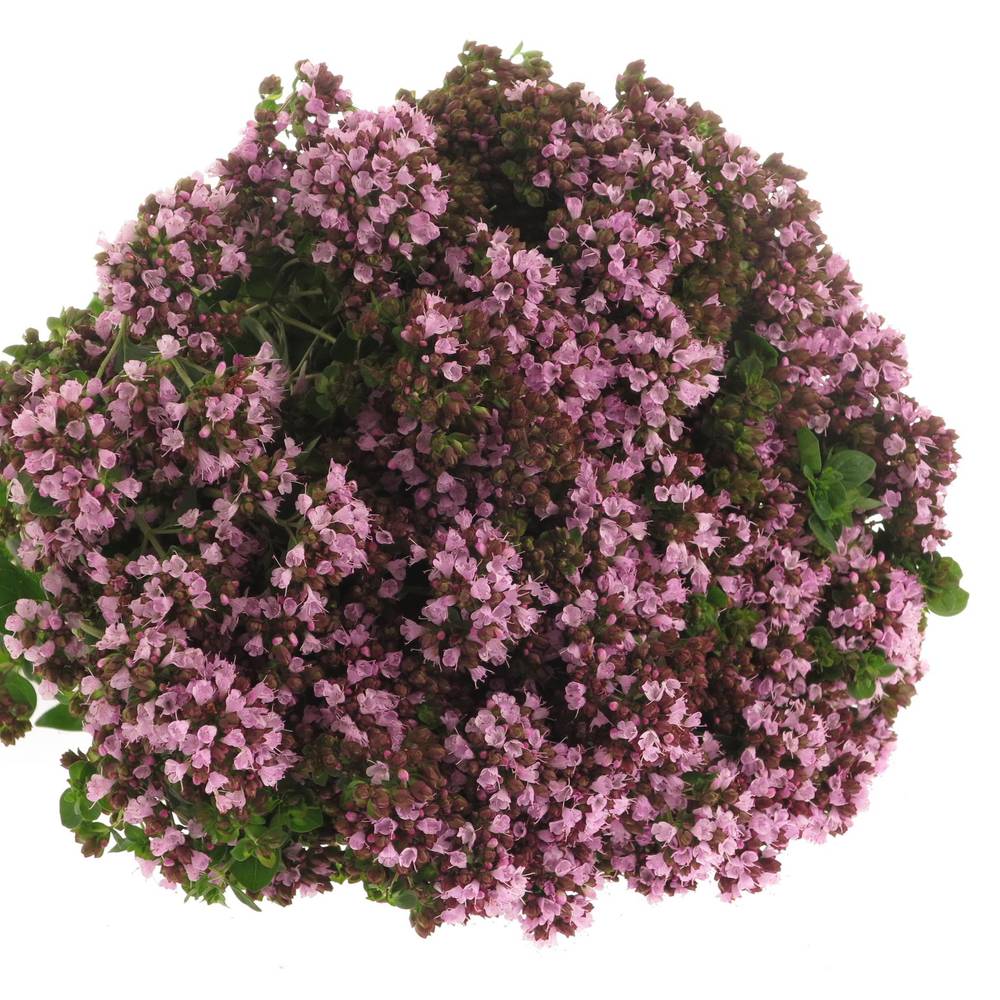 Origanum lila Charm Purple 45cm