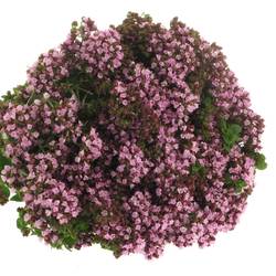 Origanum lila Charm Purple 45cm