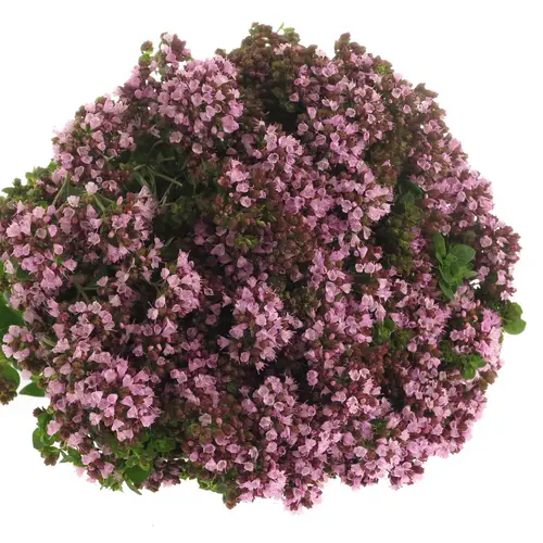 Origanum lila Charm Purple 45cm