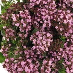 Origanum lila Charm Purple 45cm