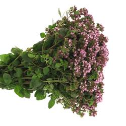 Origanum lila Charm Purple 45cm