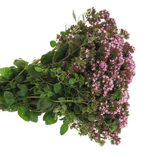 Origanum lila Charm Purple 45cm