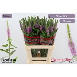 Veronica rosa skyler splash pink 70cm