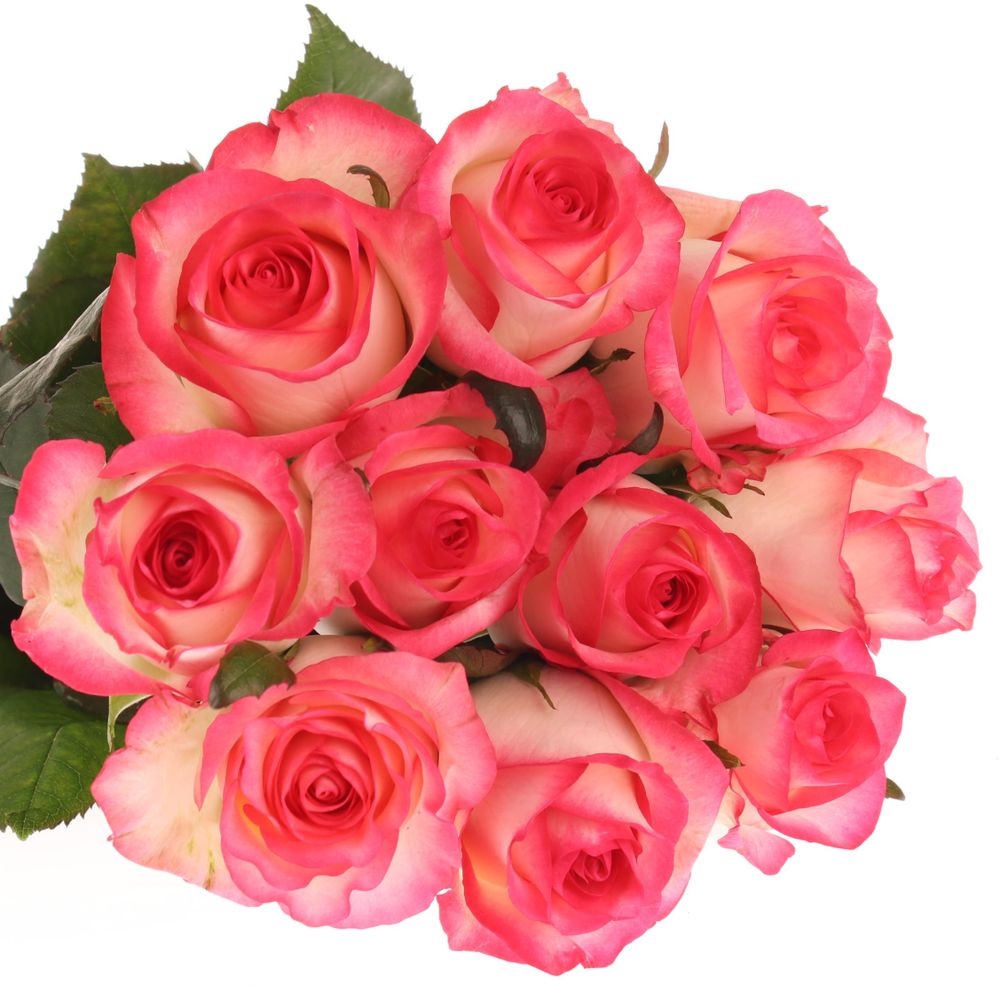 Rose rosa/creme Jumilia 40cm