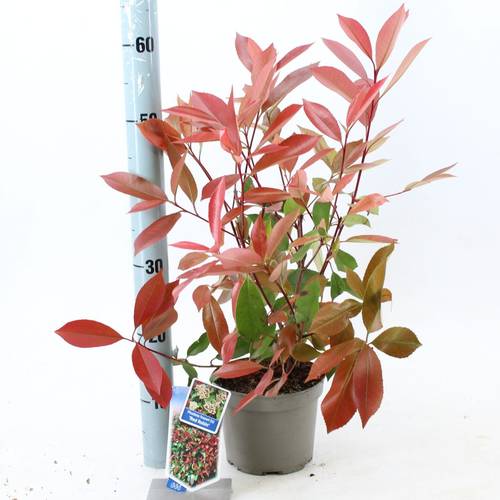 Photinia Robin T17 H035