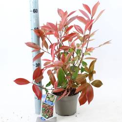 Photinia Robin T17 H035