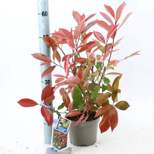 Photinia Robin T17 H035
