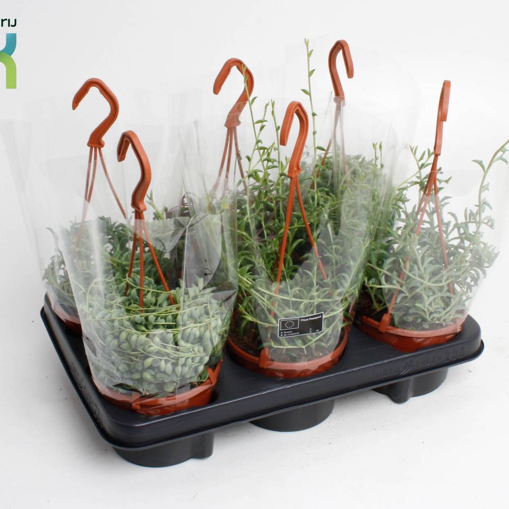 Senecio mix im Ampeltopf T12 H025