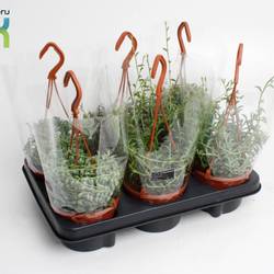 Senecio mix im Ampeltopf T12 H025