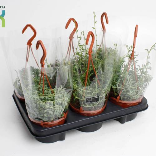 Senecio mix im Ampeltopf T12 H025