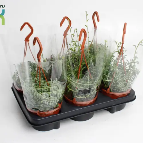 Senecio mix im Ampeltopf T12 H025