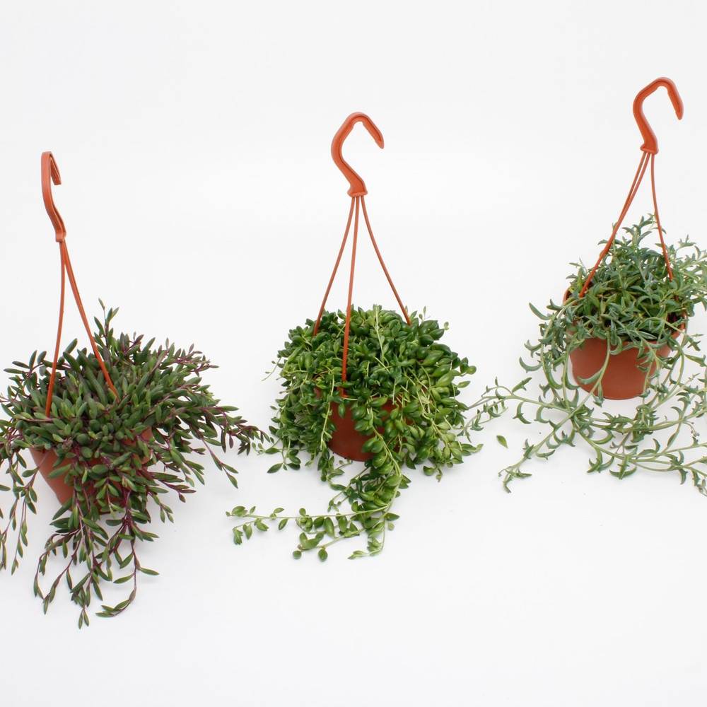 Senecio mix im Ampeltopf T12 H025