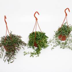 Senecio mix im Ampeltopf T12 H025