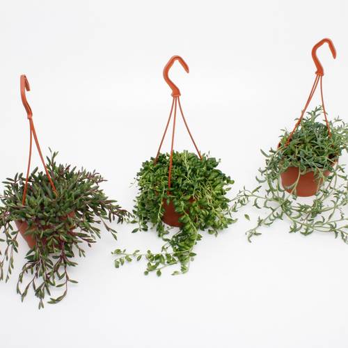 Senecio mix im Ampeltopf T12 H025