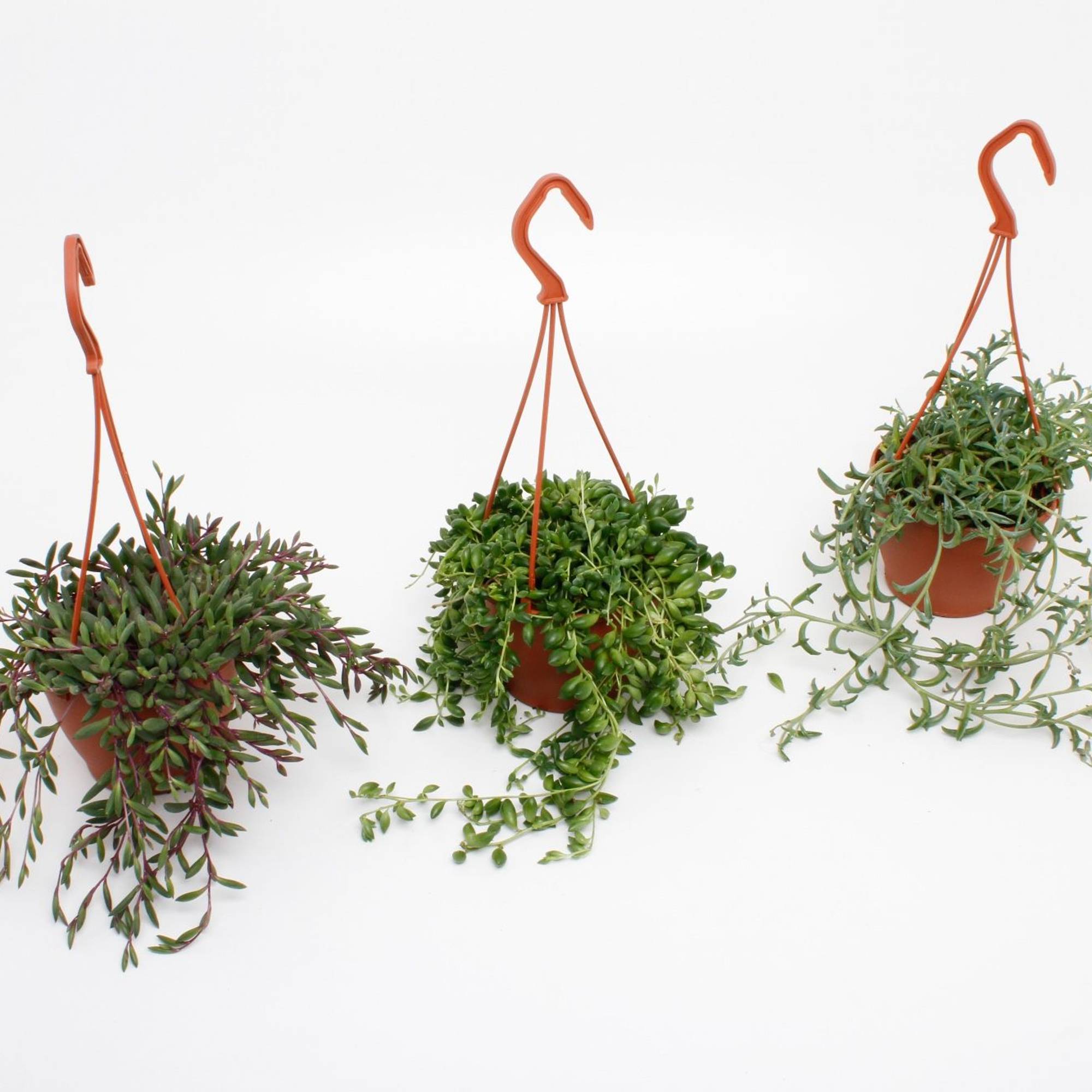 Senecio mix im Ampeltopf T12 H025 (Ampel Pflanzen) | Heyl