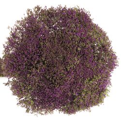 Tragelium blau Dunkel NL 60cm
