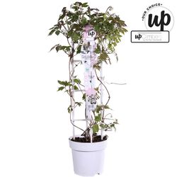 Clematis Fenne T23 H75