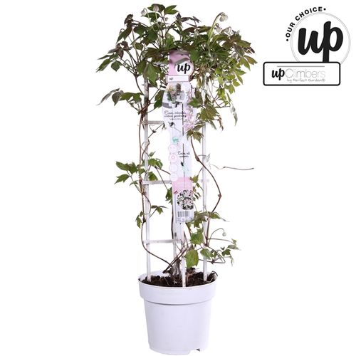 Clematis Fenne T23 H75