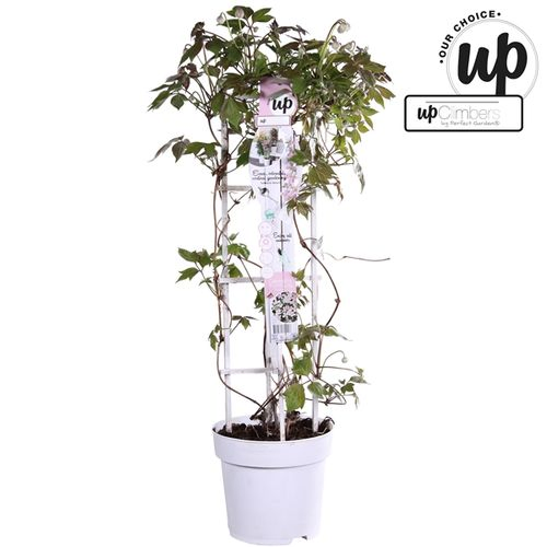 Clematis Fenne T23 H75