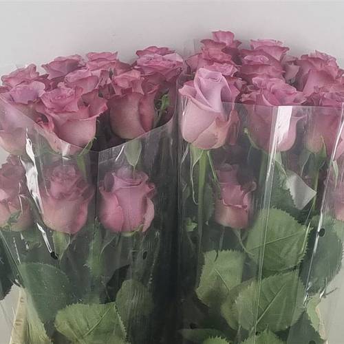 Rose lila Govinda (Ec) 70cm