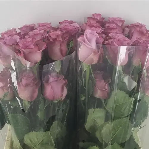 Rose lila Govinda (Ec) 70cm
