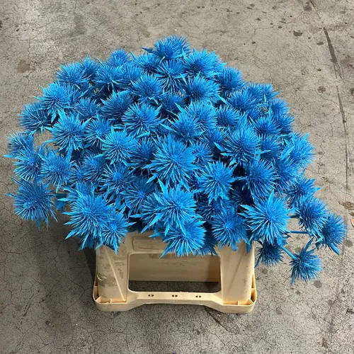 Distel hell blau Magnetar Questar gefärbt 40cm