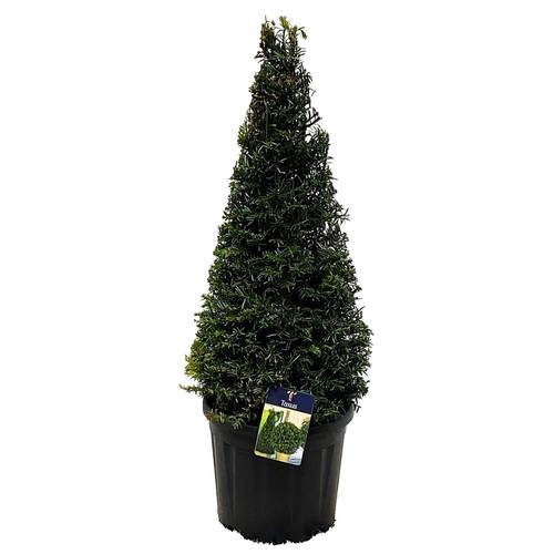 Taxus Baccata Pyramide 60-70cm T29 H070