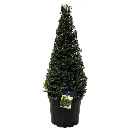Taxus Baccata Pyramide 60-70cm T29 H070