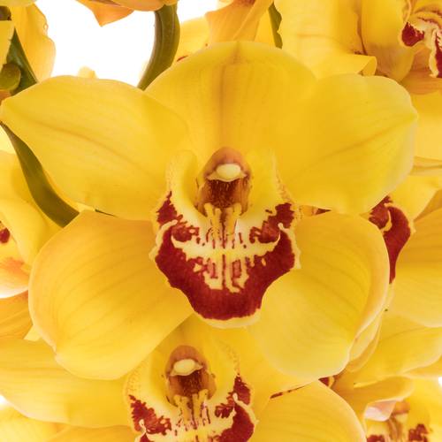 Cymbidium gelb Rijsenhout 60cm 9+Blüte