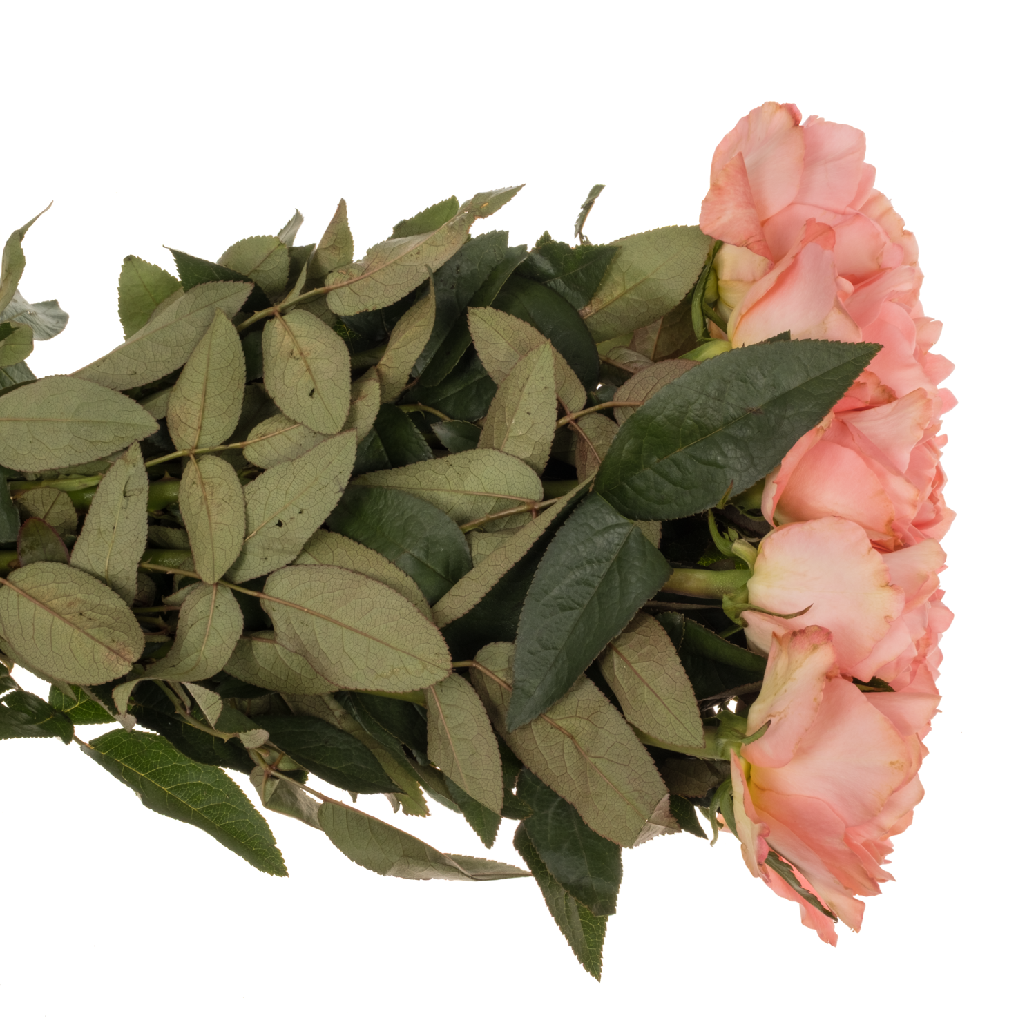 Rose orange/hell rosa Dragonfly 50cm