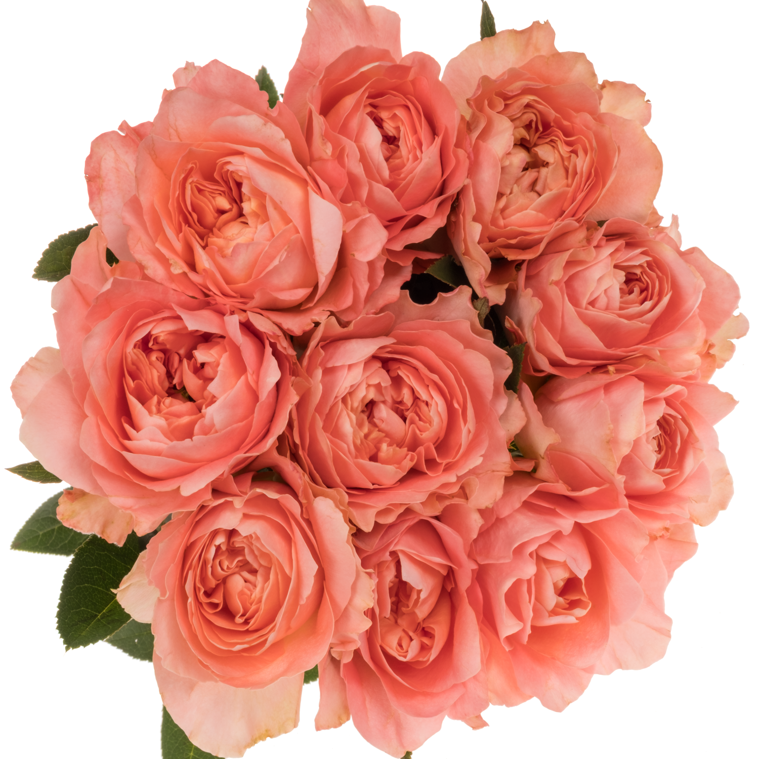 Rose orange/hell rosa Dragonfly 50cm
