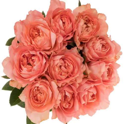 Rose orange/hell rosa Dragonfly 50cm