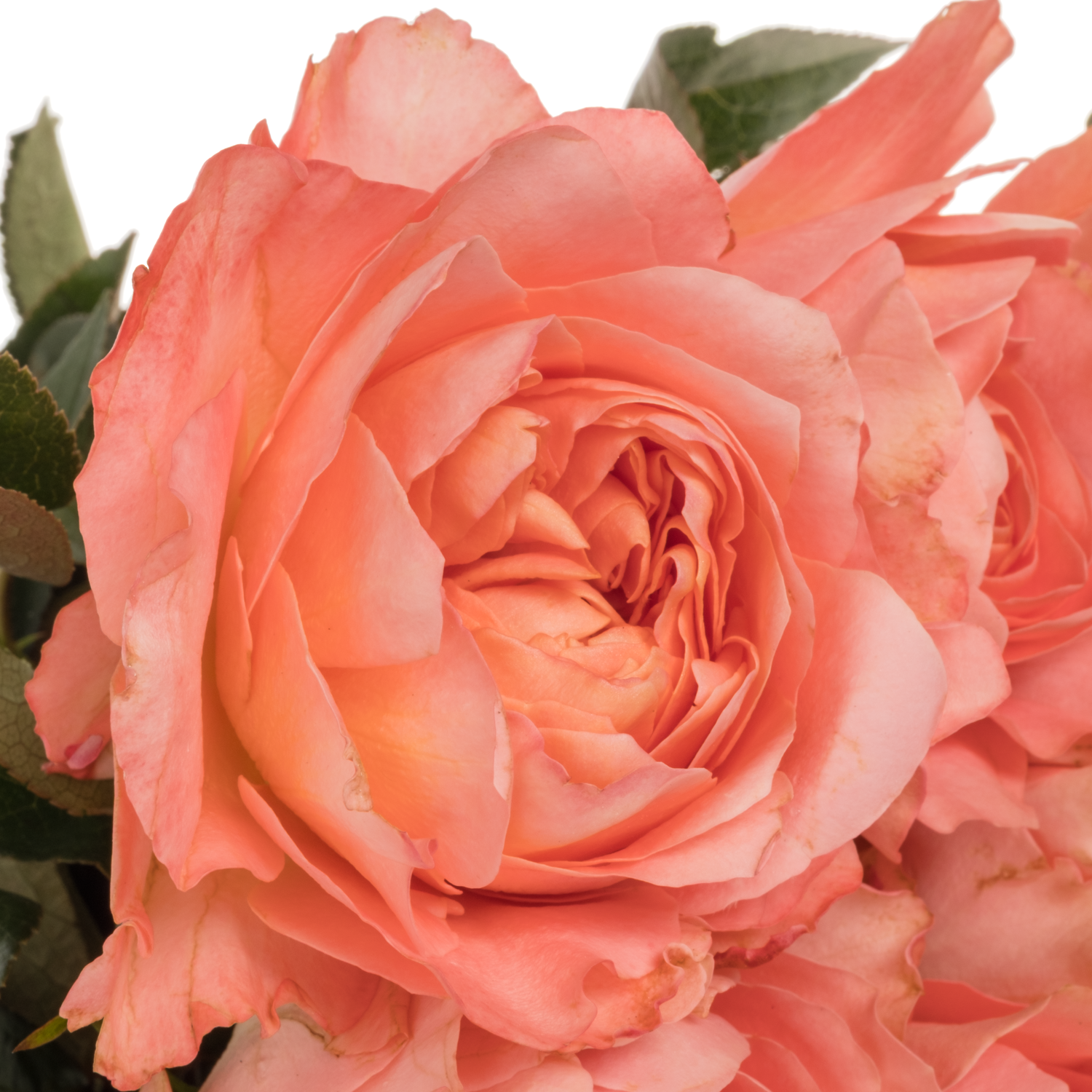 Rose orange/hell rosa Dragonfly 50cm