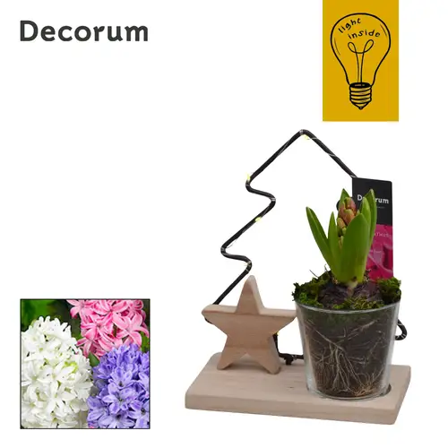 Hyac.Arr HL44492 T14 H018