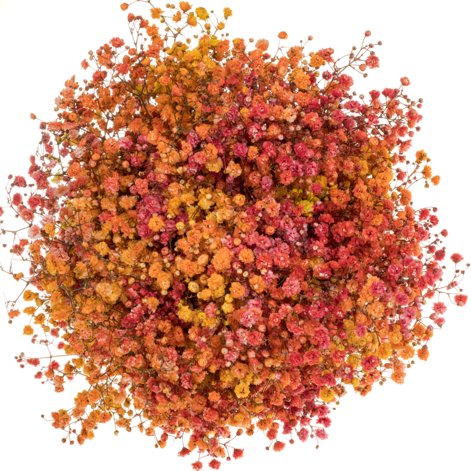 Gyps mix Autumn Ecuador grosse Blüte 75 cm