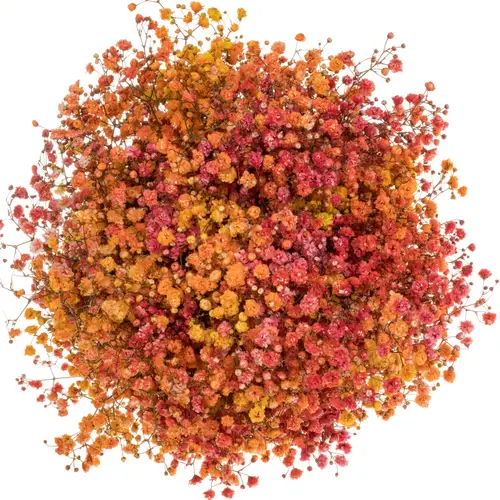 Gyps mix Autumn Ecuador grosse Blüte 75 cm