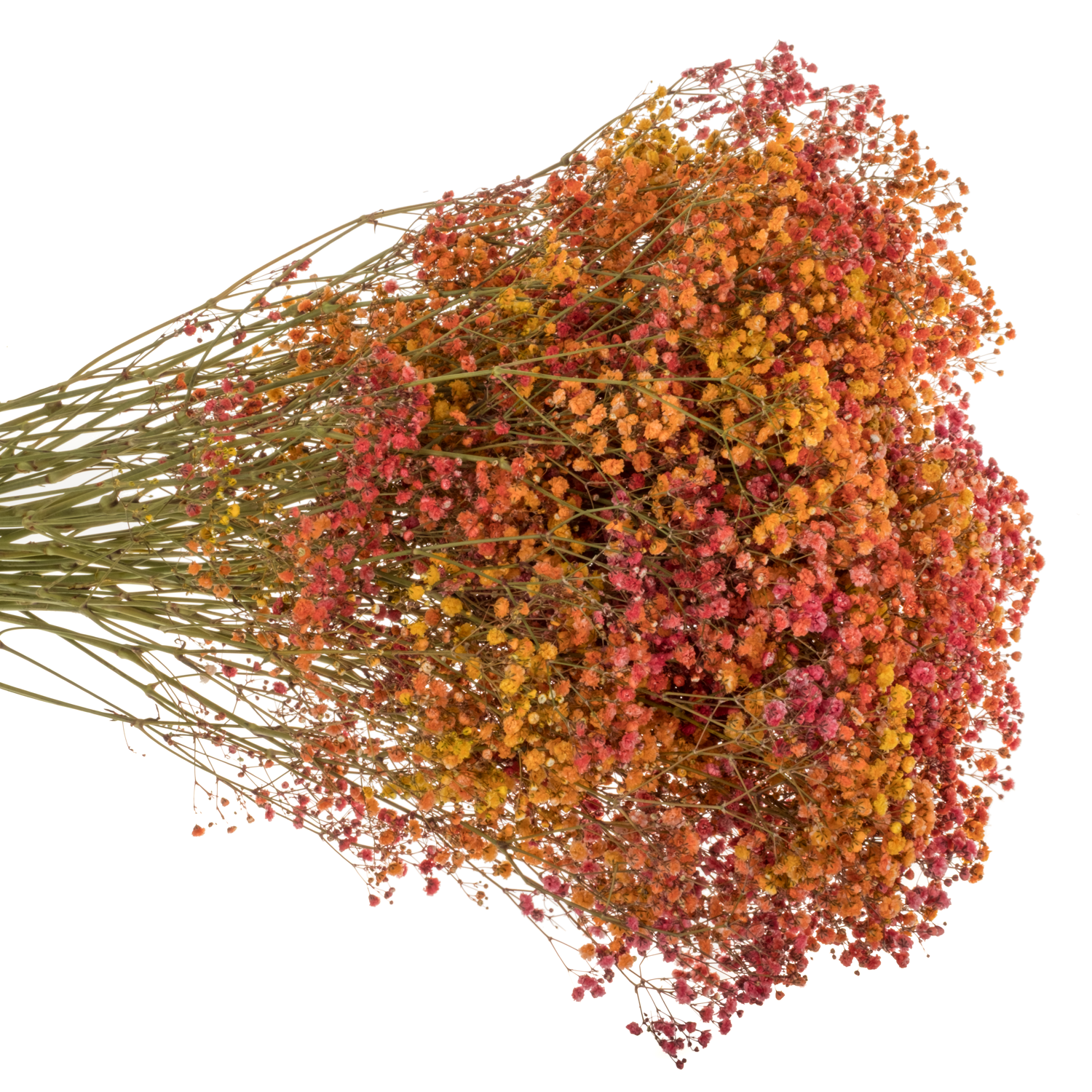 Gyps mix Autumn Ecuador grosse Blüte 75 cm