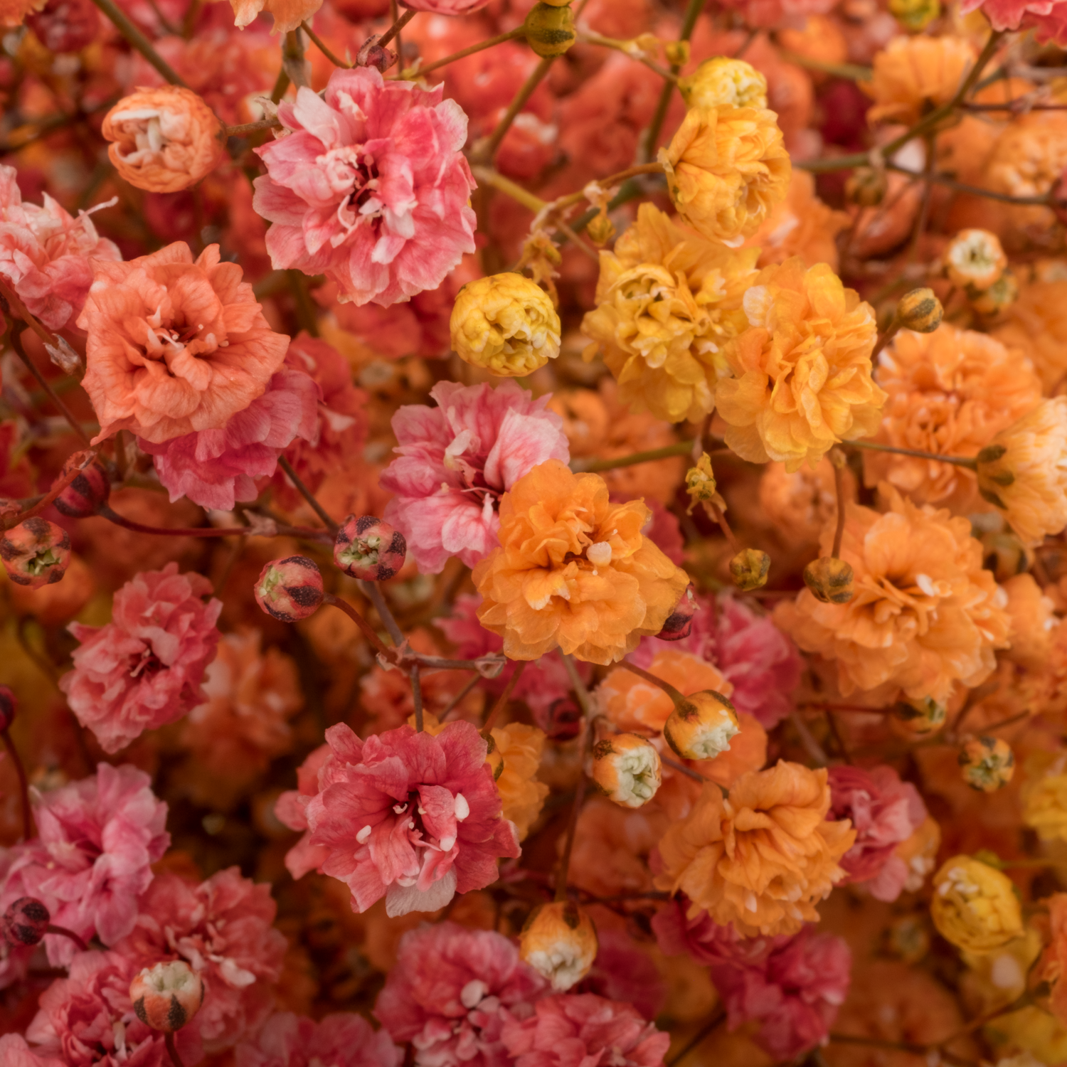 Gyps mix Autumn Ecuador grosse Blüte 75 cm