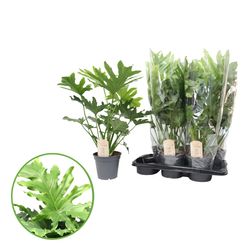 Philodendron Hope T17 H60