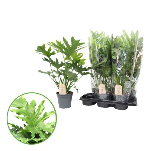 Philodendron Hope T17 H60
