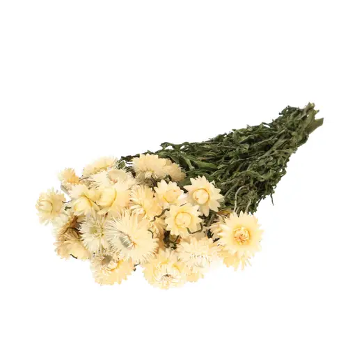 Trocken Helichrysum weiss L45cm 100gr
