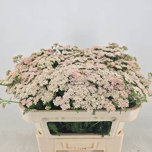 Achillea apricot Anita Champagne 65cm